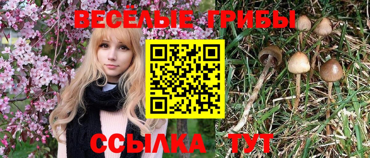 Псилоцибиновые грибы Psilocybe Орехово-Зуево